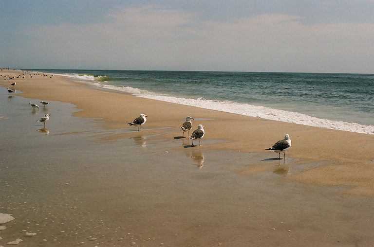 Seagulls on the beach of Fire Island