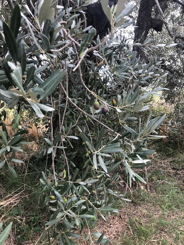 Olives growing on the trees of Tuscany